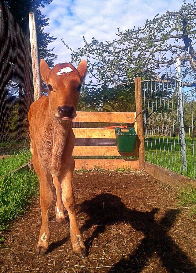 Best practices for raising healthy Jersey calves