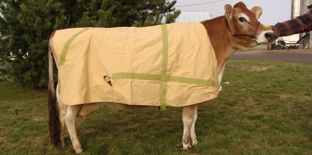 Cow Print Blanket - Foter