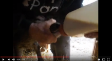 feeding-newborn-calf
