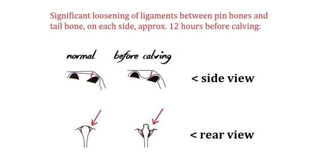 Pin and ligament changes