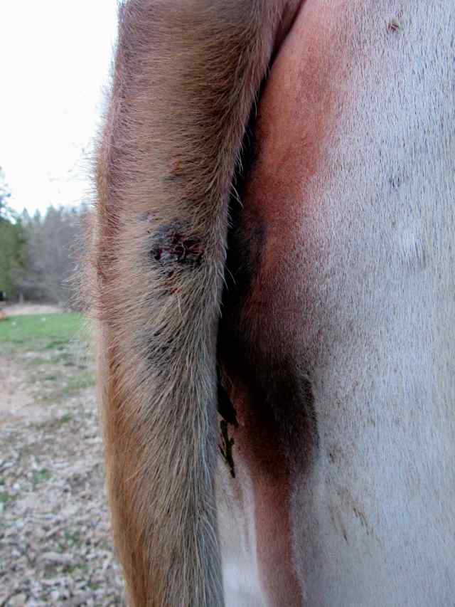 6 raw side view of tail ringworm spots.JPG